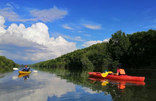 River Exploration and Mangrove Nature Tour by kayaking