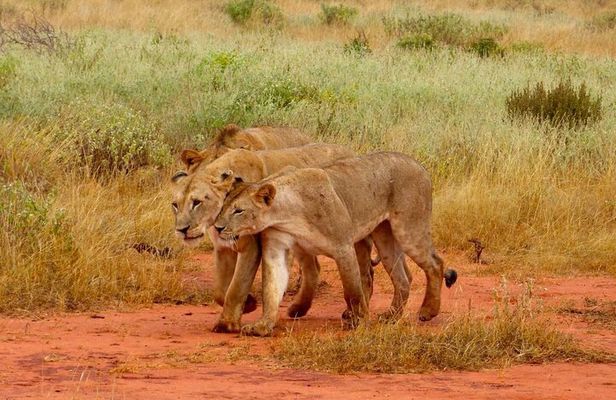 Private Full Day Tour To Tsavo East National Park from Malindi