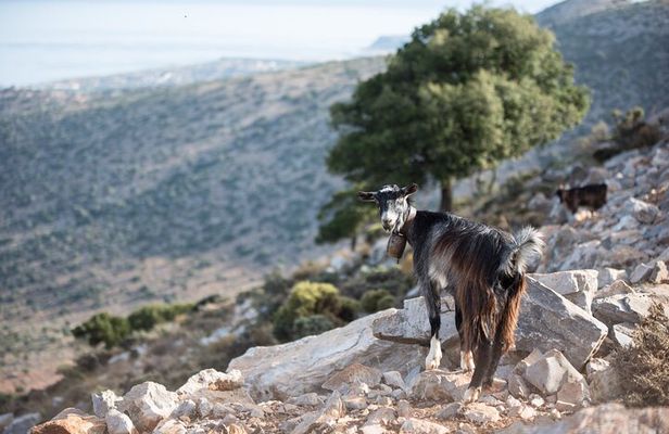 PRIVATE-Wine+Olive Oil Factory-Old Villages from Heraklion Region