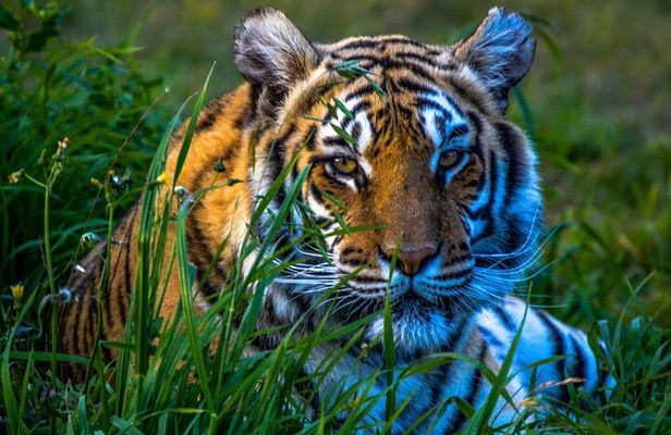 4 Day Golden Triangle Tour with Ranthambore Tiger Safari