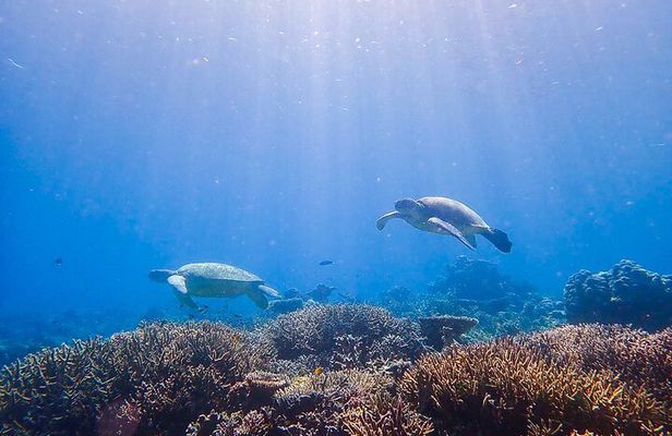1 Day Diving Experience in Semporna