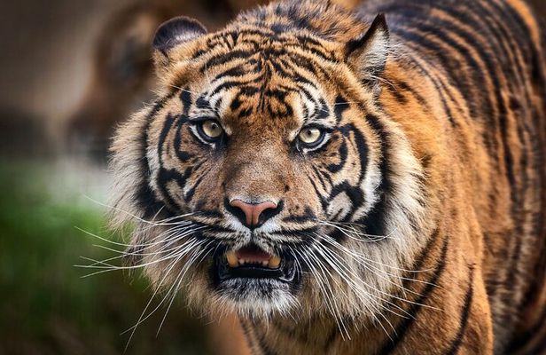 12 Day Royal Rajasthan Tour - Taj Mahal Tigers Lakes & Wildlife