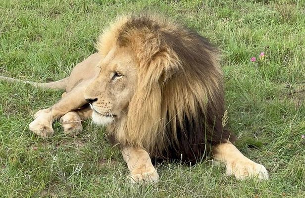 Schotia Big 5 Safari Port Elizabeth (optional accommodation)