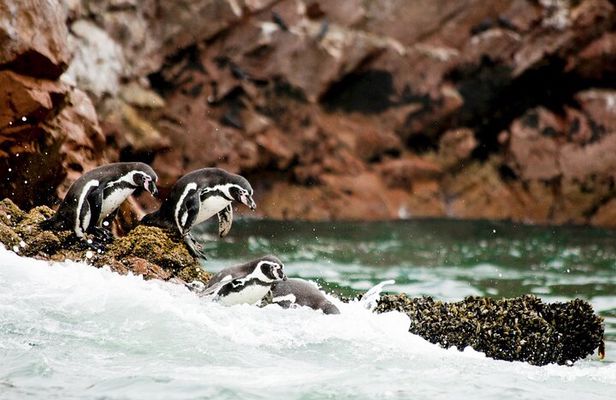 Ballestas Islands Tour from Puerto San Martin Cruise