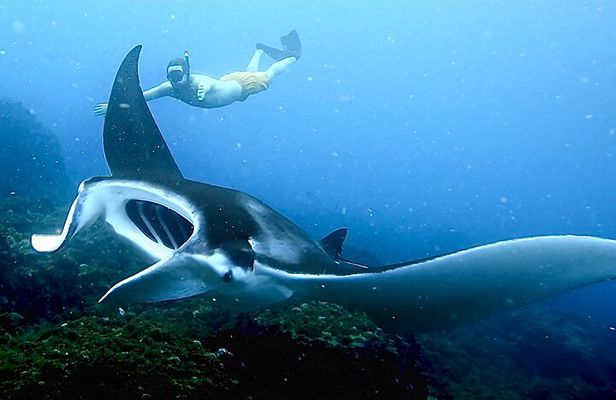 Julian Rocks: Premier Snorkeling Tour Byron Bay