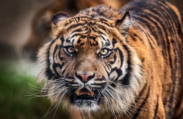 8 Days Delhi Agra Ranthambore Udaipur Jaipur Delhi Tour(Taj, Tigers & Lakes)