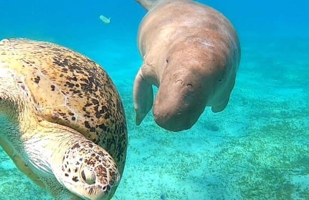 Marsa Mubarak Snorkeling with Dugongs & Turtles From Marsa Alam