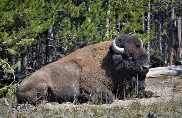 Yellowstone National Park 2 Day Tour Upper and Lower Loop