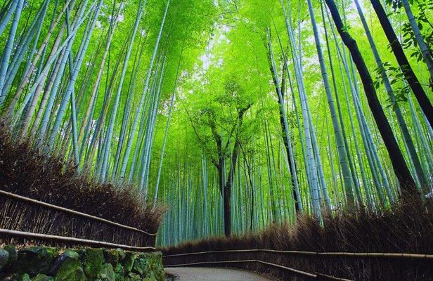 Katsuo-ji Temple, Minoh Waterfall, Arashiyama Forest, & Nara Park