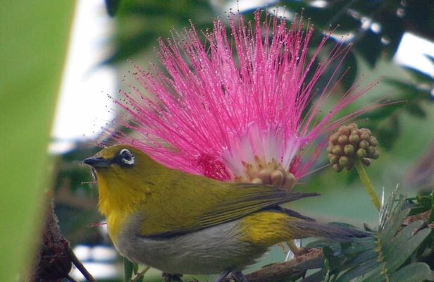 Bird Watching at Kodachadri