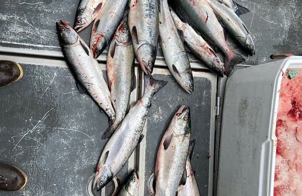 Private Salmon and Halibut combination Fishing in Ketchikan Alaska