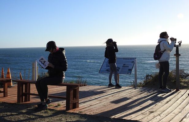 Orcas Private Tour Puerto Madryn Caleta Valdes or Punta Norte