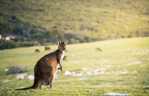 3-Day Kangaroo Island Adventure Tour