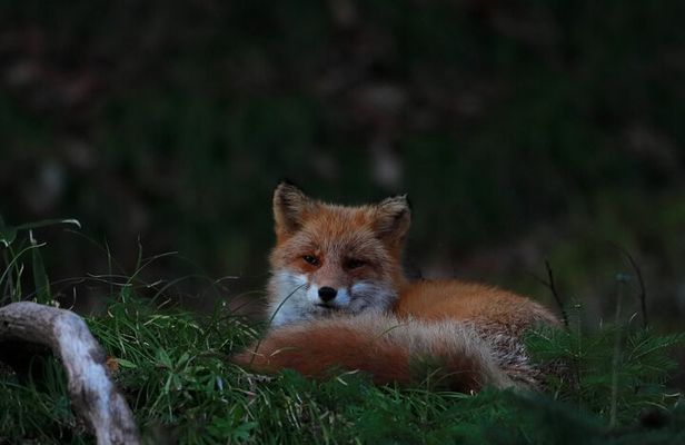 Wildlife Night Drive in Shiretoko national park