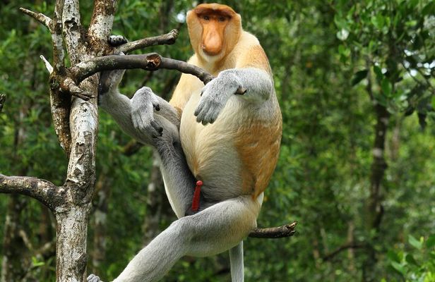Day Trip Sepilok Orang Utan & Labuk Bay Proboscis Monkey