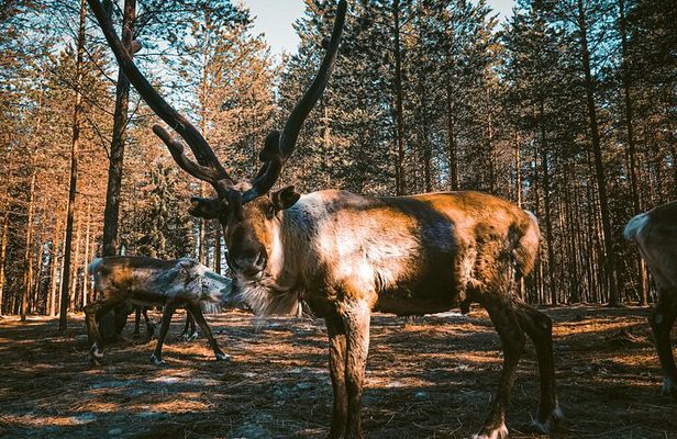Reindeer Farm Summer Experience