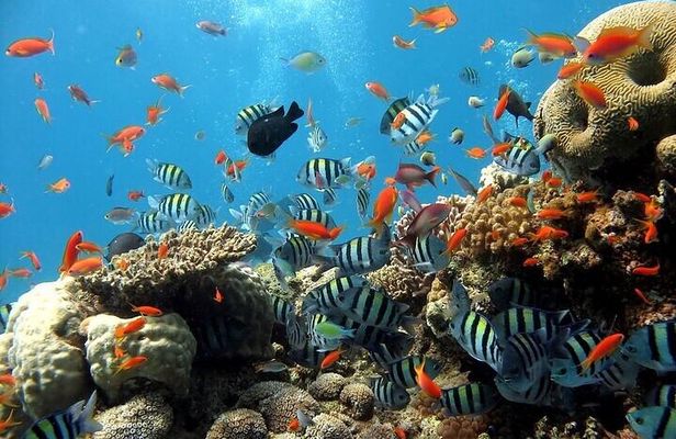 Full Day Snorkeling & Diving in Ras Mohammed National Park- sharm