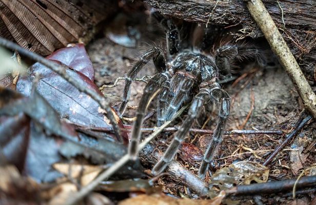 Amazon Survival Tour 5D/4N