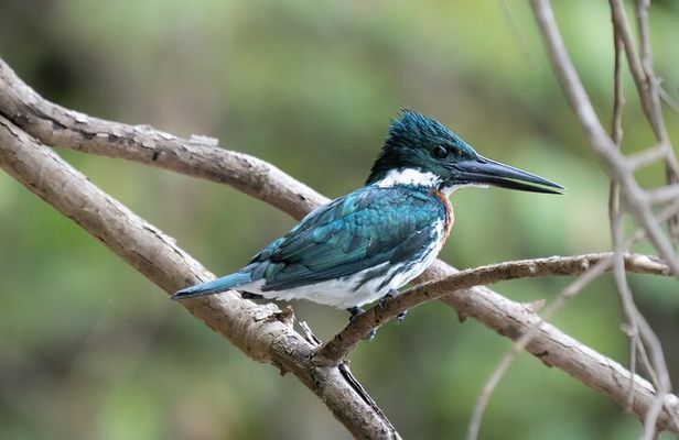 Exploring The Amazon Jungle 3D/2N At Amazon Mamori Lodge