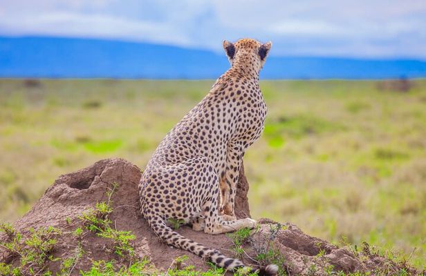 Big Five Classic Safari in Tanzania **Sustainable Travel approach