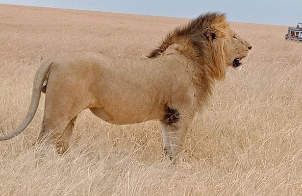 Private 6-Days Tour Exploring in Amboseli & Nakuru National Park