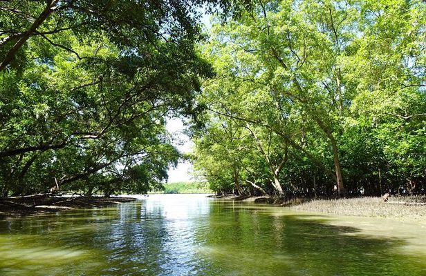 Full Day Mangrove Forest Conservation Centre