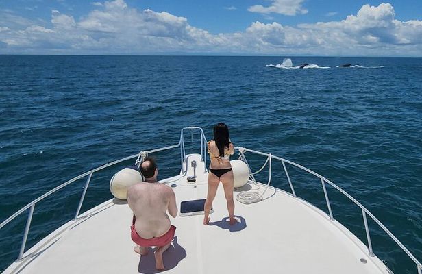 Private Whale Watching Tour – Viking 46ft Yacht | Pearl Islands