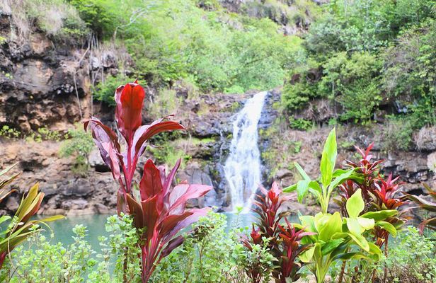 Swim at Oahu Waterfall in Waimea with Coffee, Lunch and Dole