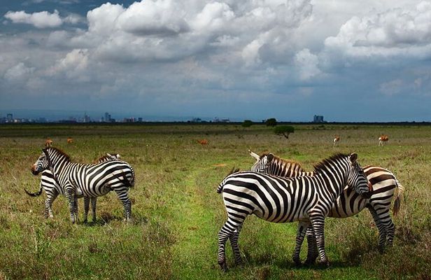 Nairobi National Park and Giraffe Center Day Tour