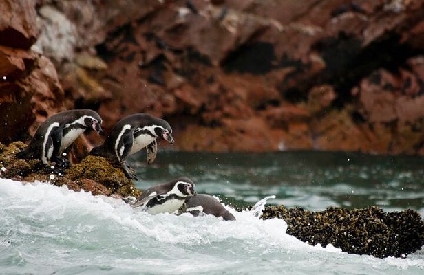 Day Tour From Lima: Paracas, Huacachina, Pisco Vineyard & Sunset