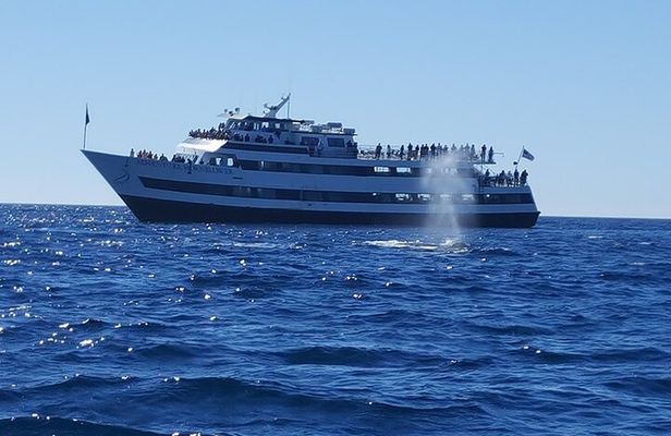 San Diego Whale and Dolphin Watching Adventure
