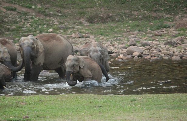 Anakulam Wild Elephant Visiting & Tribal village Safari