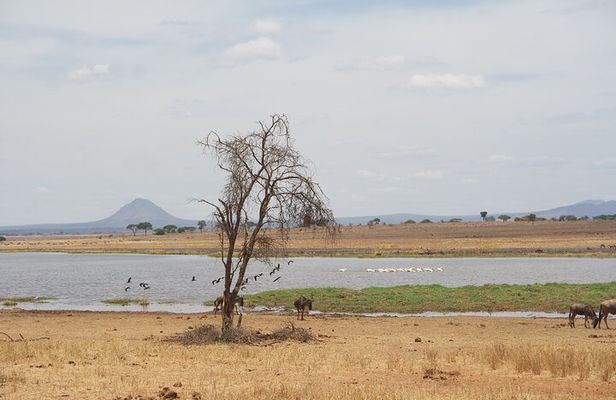4-Day Shared Safari Tour with Complete Meals