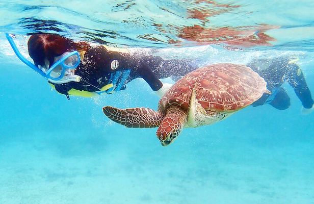 Snorkeling with sea turtles