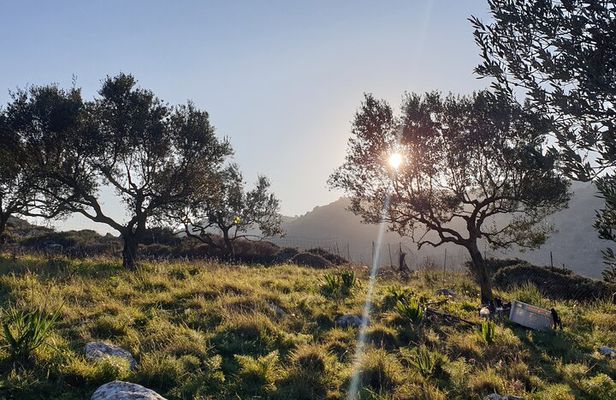 Authentic Olive Oil and Cultural Experience in Crete