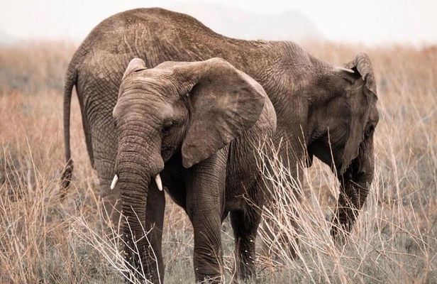 2 Days and 1 Night Mikumi Safari Private Tour