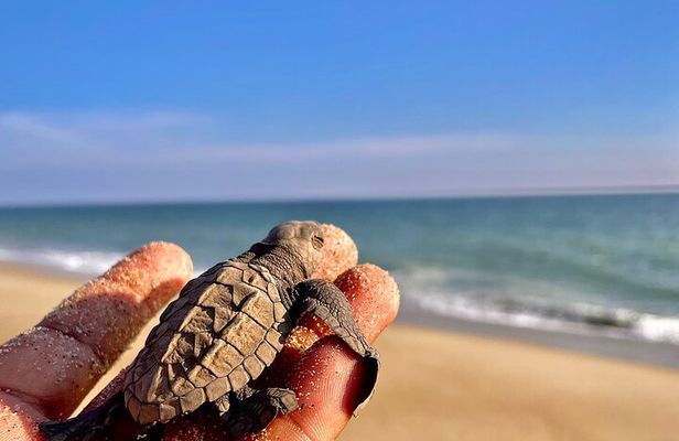 Full Day Tour Turtle Release and Bioluminescence