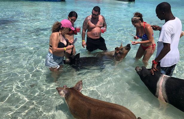 Swimming Pigs Half Day Charter on Cruisin Tiki Bar Boat 8 persons