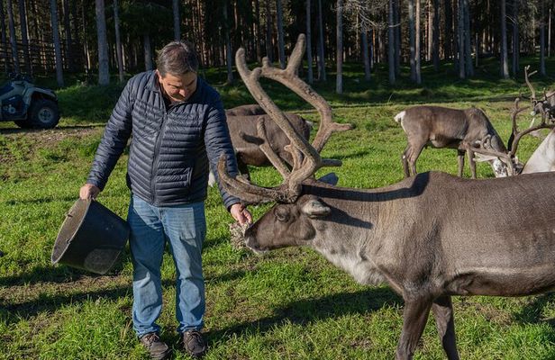 Experience Reindeer Farm and Ranua Wildlife Park in Rovaniemi