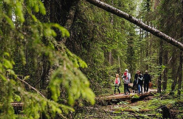 2.5 Hours Hike in Vaattunkikongas Forest Trail