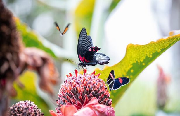 Houston Museum of Natural Science and Cockrell Butterfly Center