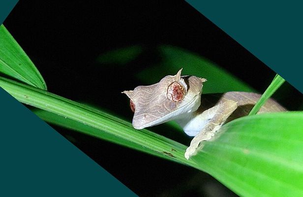 Unique Overnight private Jungle Trekking in Lokobe National Park
