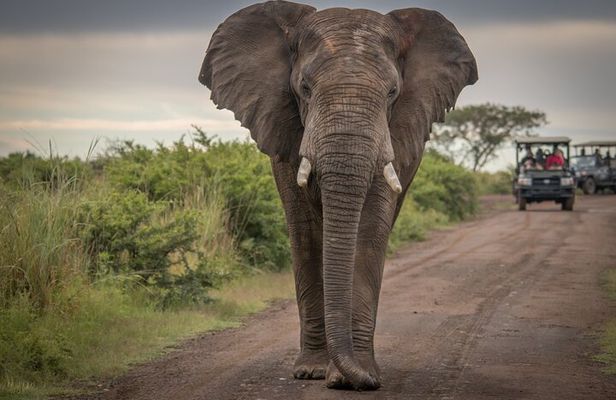 5-Day Garden Route Shared Tour from Cape Town including Addo National Park