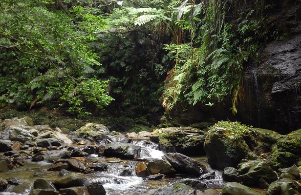 Okinawa Jungle Trails & Waterfalls – Private Yanbaru Tour