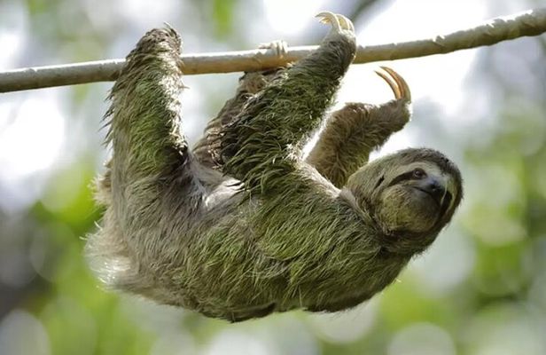 Wildlife & Nature River Safari Float on Peñas Blancas (Half-Day)