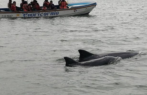 Full Day Tour Mangroves Dolphins and Cocoa Farm from Guayaquil