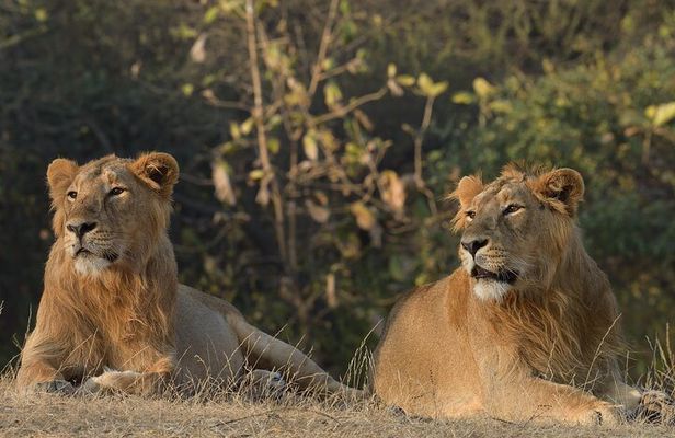 Private Lion Safari in the Gir National Park in Gujarat