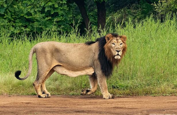 Jeep Safari: A Skip the line access to Devalia Safari Park India