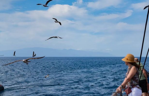 Exclusive Freebird Catamaran Whale & Dolphin to Masca From North