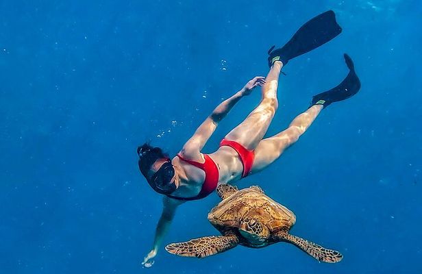 Private Guided Tour Swim with Turtles Rarotonga